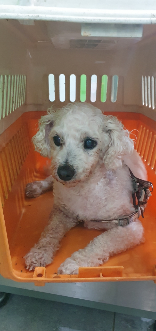 펫앤쉘터동물병원_441378202300931