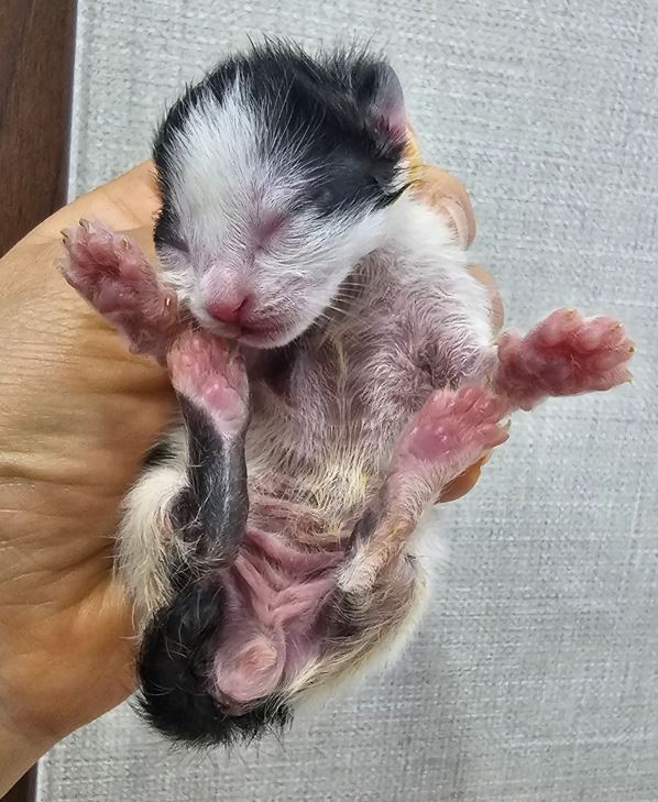보령길고양이보호협회_444451202300540
