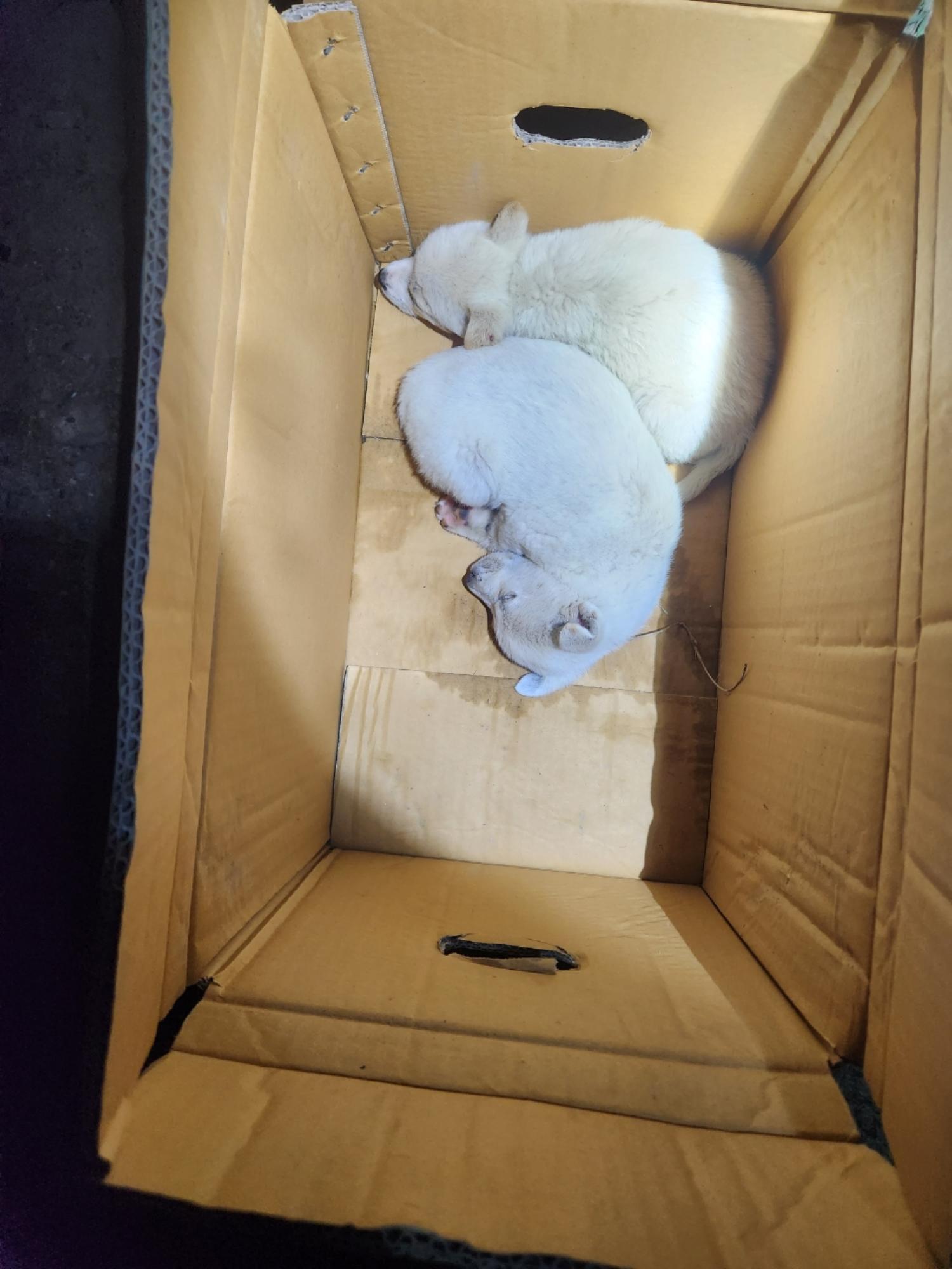 더가까운동물병원_443442202300037