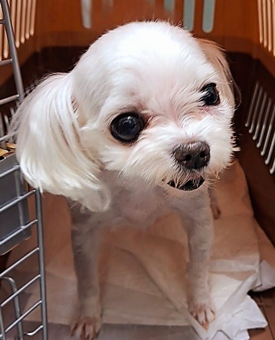 수원시 동물보호센터_441374202300546