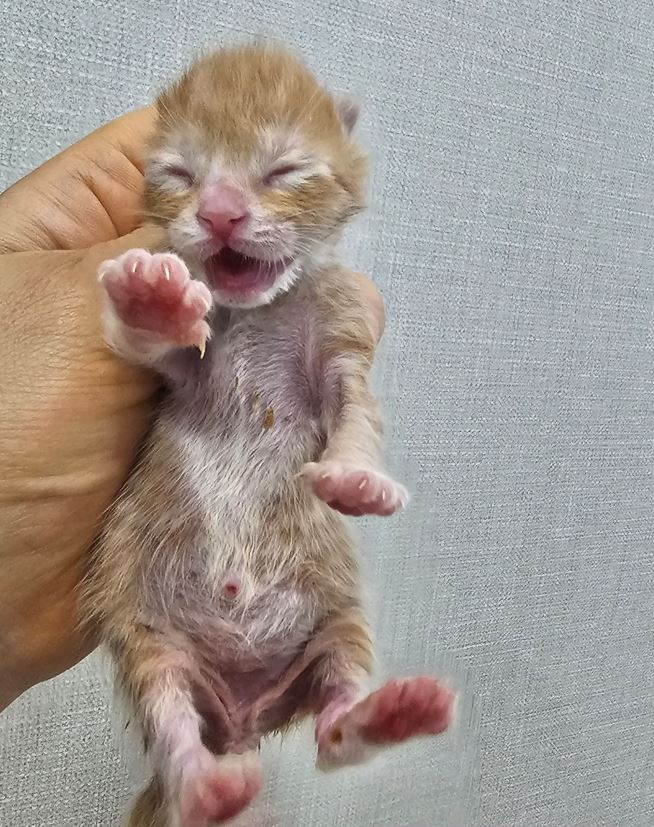 보령길고양이보호협회_444451202300543