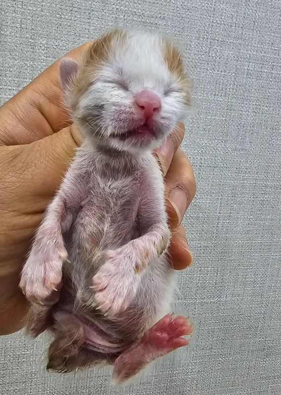 보령길고양이보호협회_444451202300541