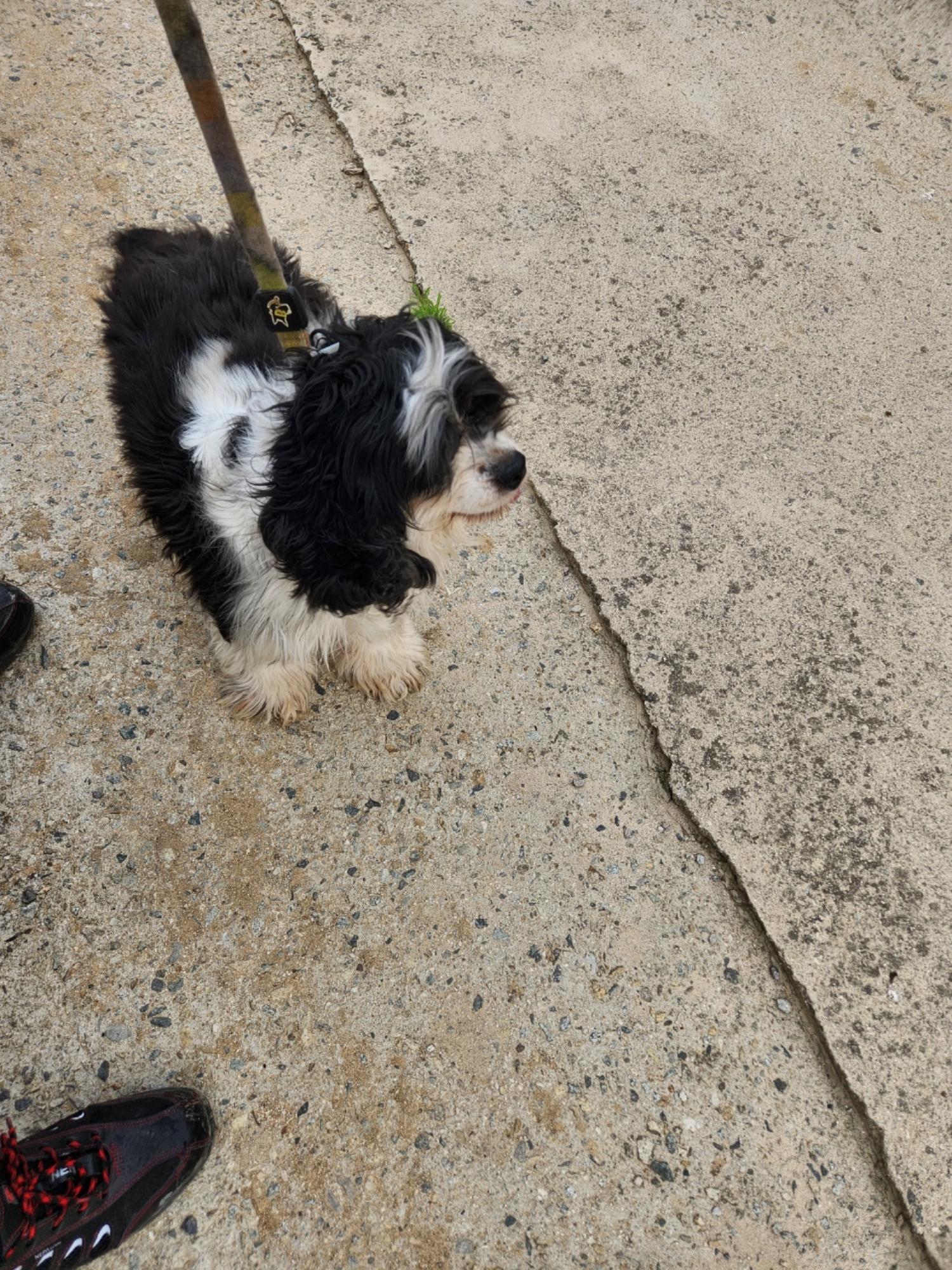 더가까운동물병원_443442202300038