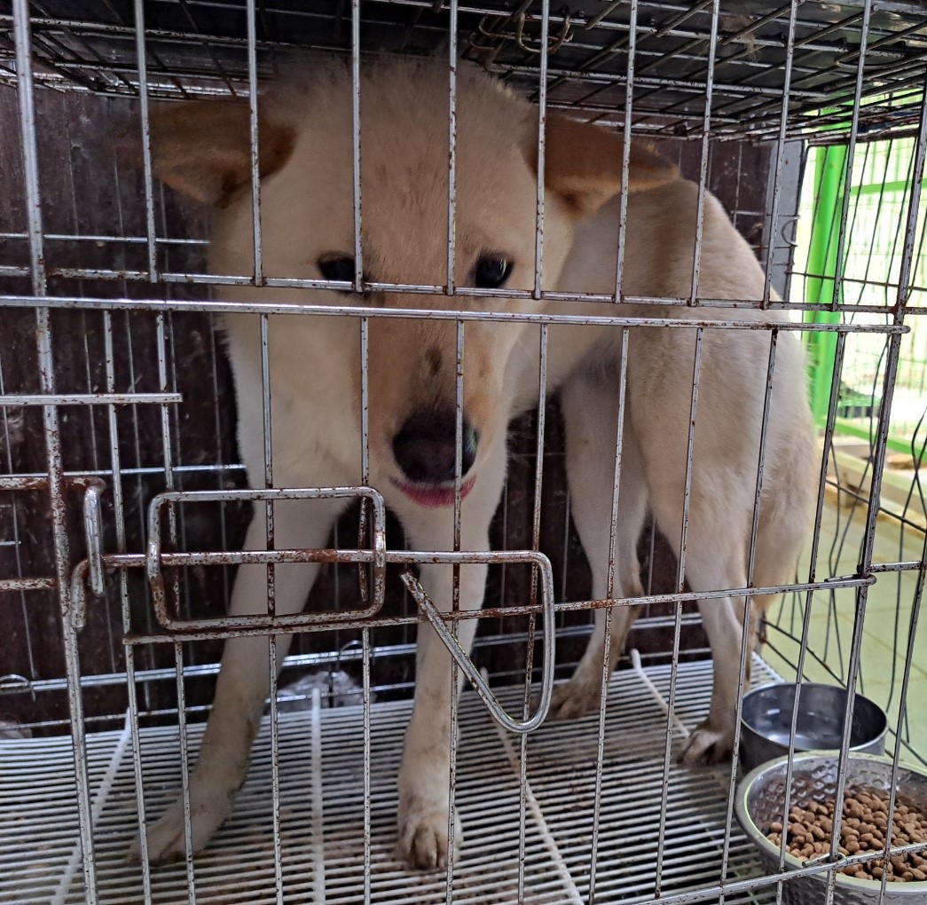 울산유기동물보호센터_431371202300244