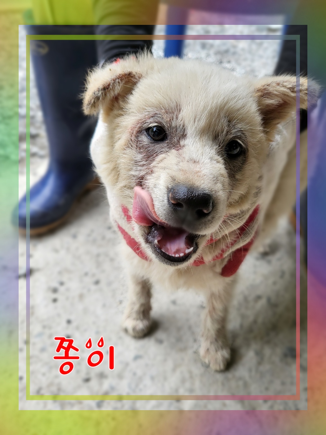 군산유기동물보호센터_445467202300943