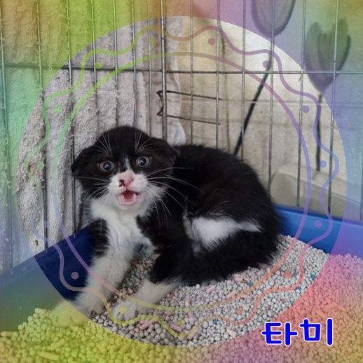 군산유기동물보호센터_445467202300939