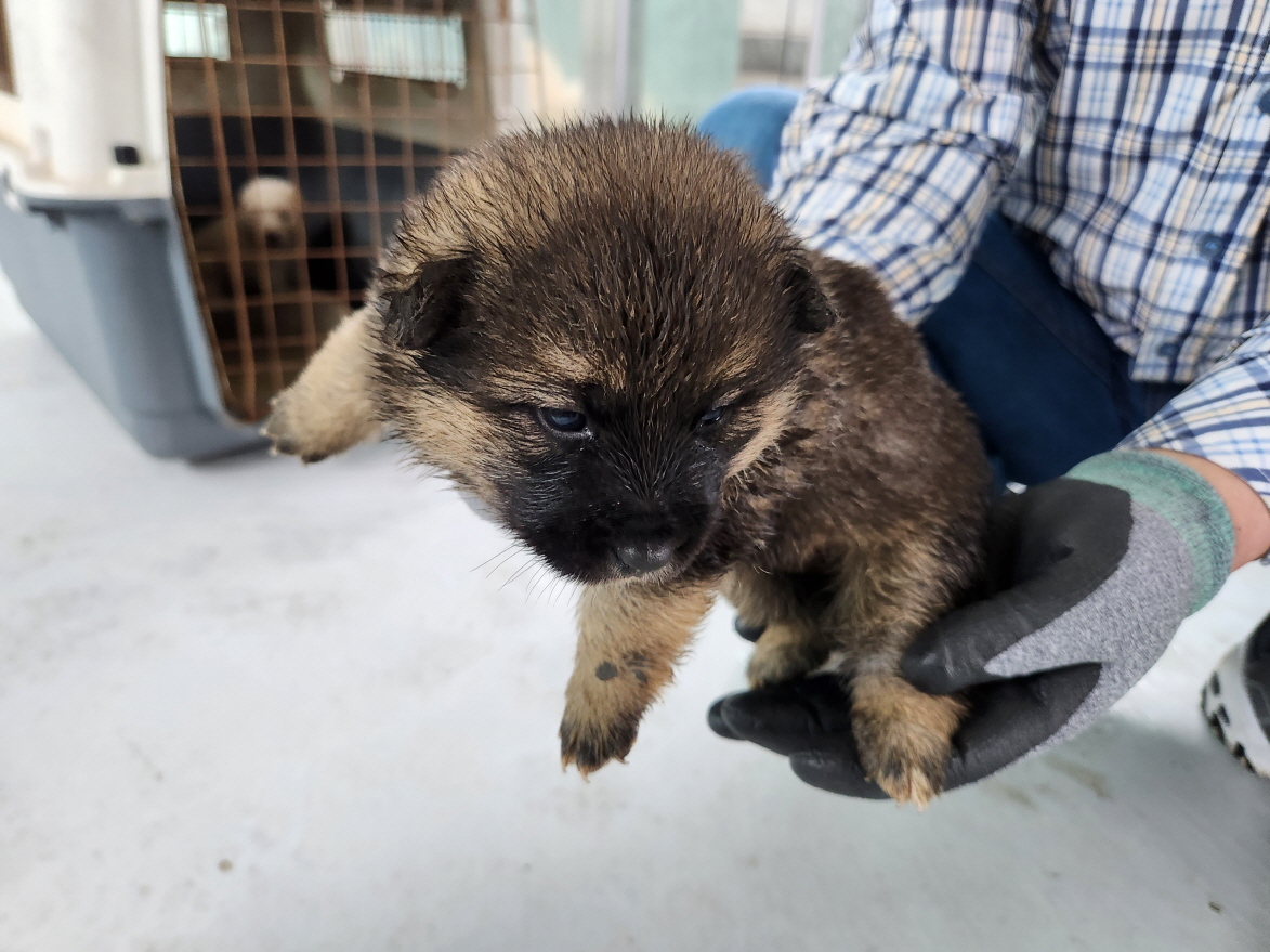 해남유기동물보호센터_446493202300120