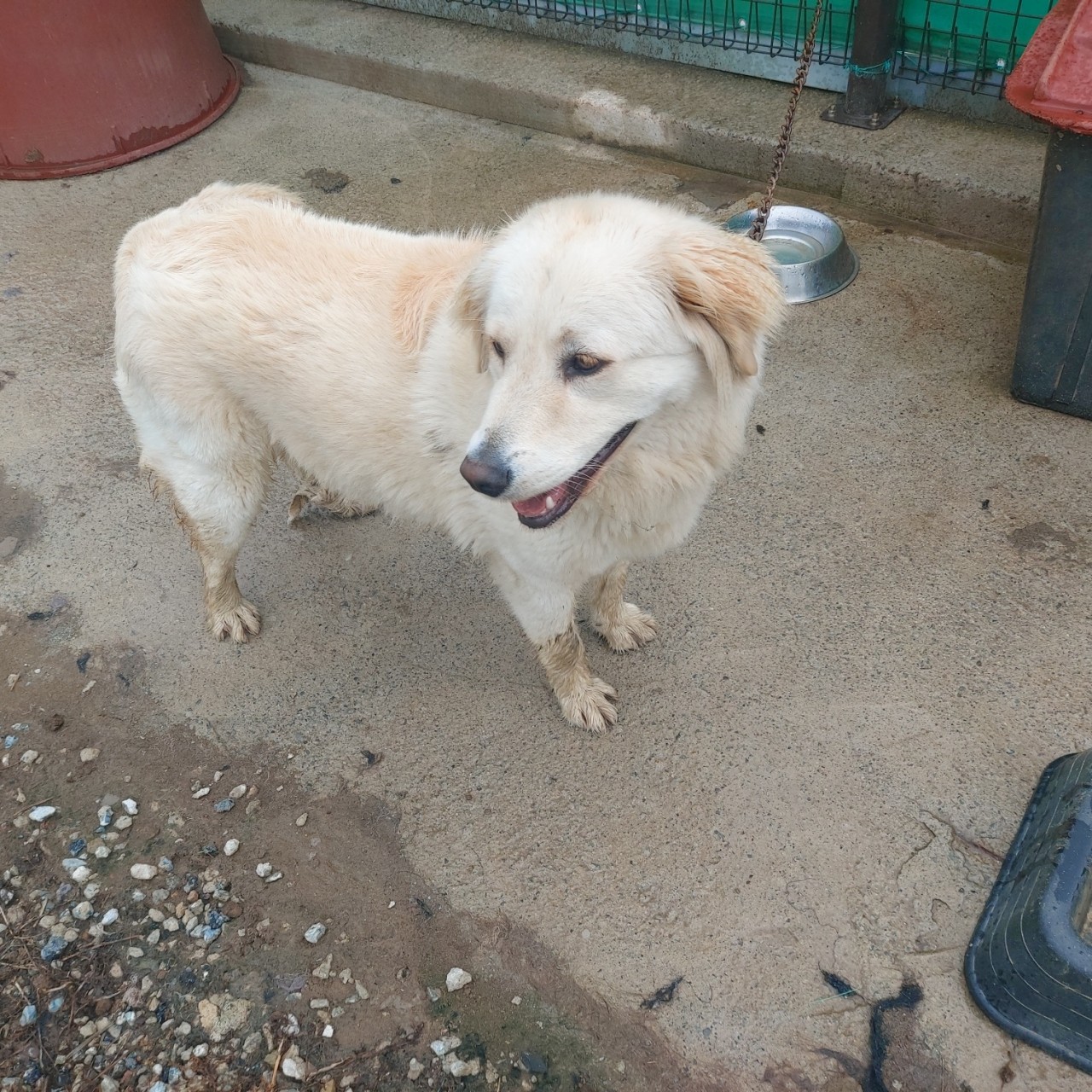 산청동물보호센터_448545202300073