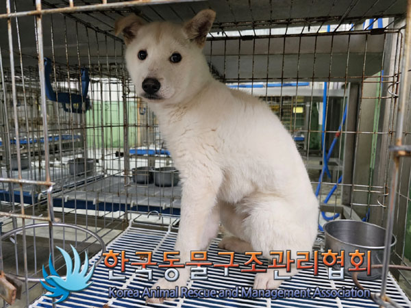 한국동물구조관리협회_441382202300387