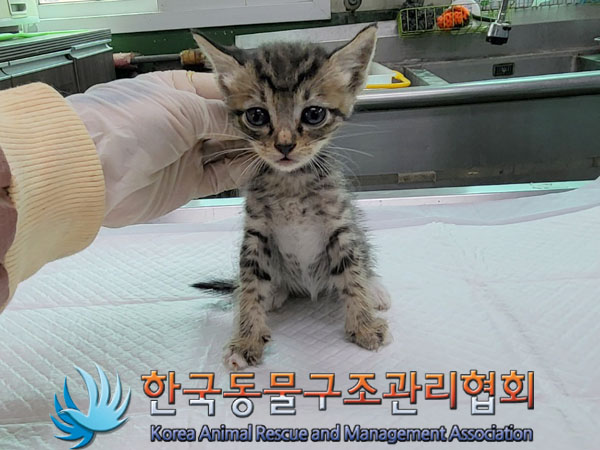 한국동물구조관리협회_411311202300461