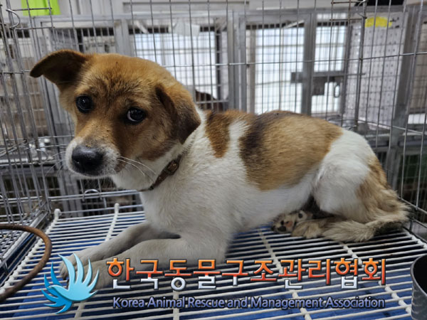 한국동물구조관리협회_441560202300703