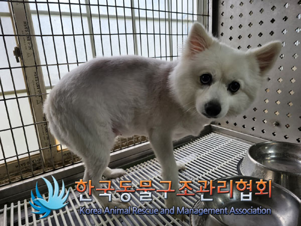 한국동물구조관리협회_441382202300388