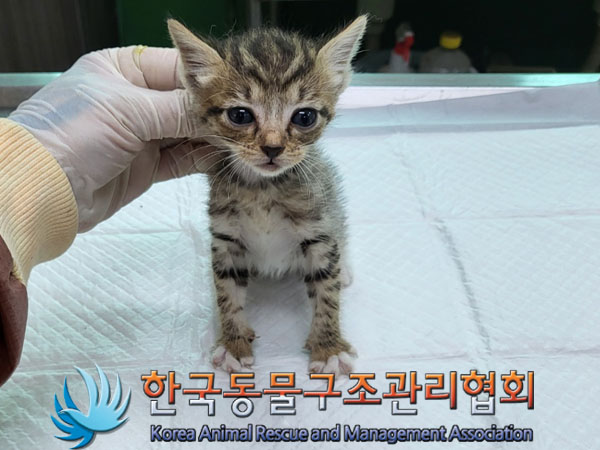 한국동물구조관리협회_411311202300465