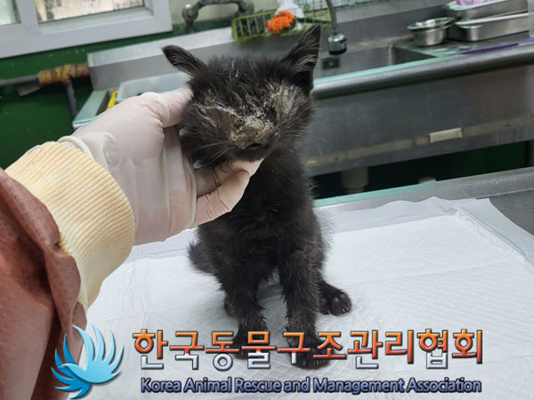 한국동물구조관리협회_411323202300523