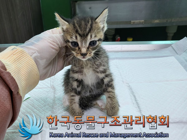 한국동물구조관리협회_411311202300464