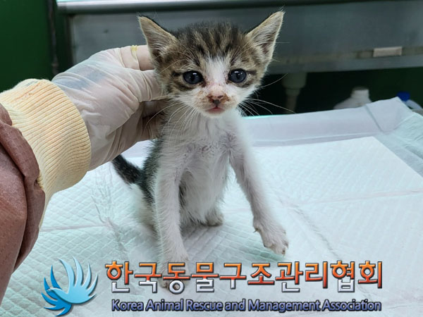 한국동물구조관리협회_411311202300463