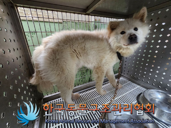 한국동물구조관리협회_411309202300206