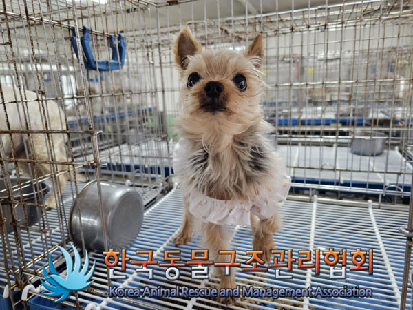 한국동물구조관리협회_441559202300408
