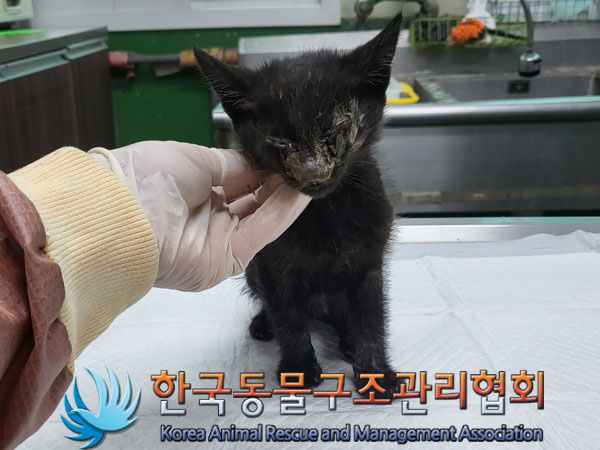 한국동물구조관리협회_411323202300524