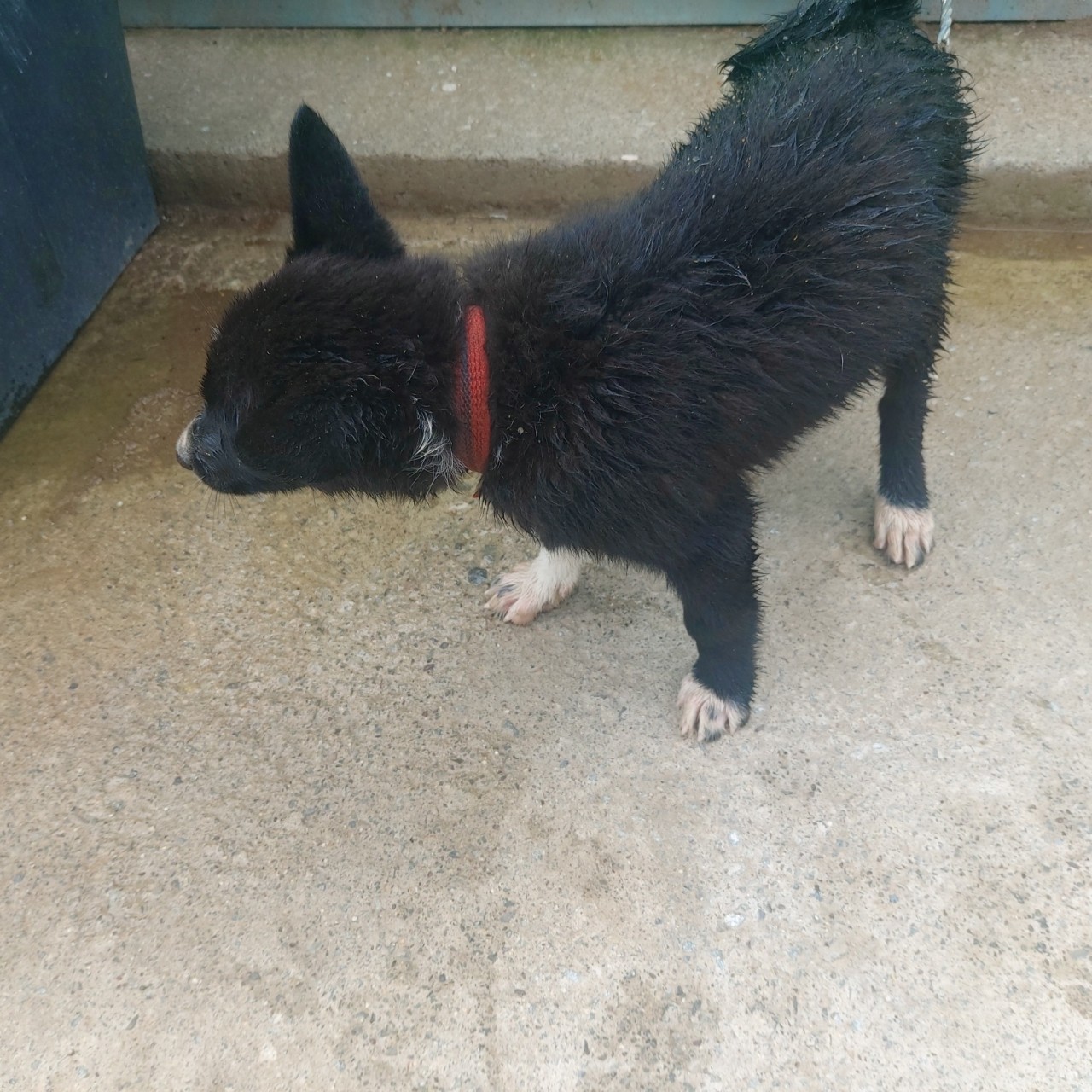 산청동물보호센터_448545202300070