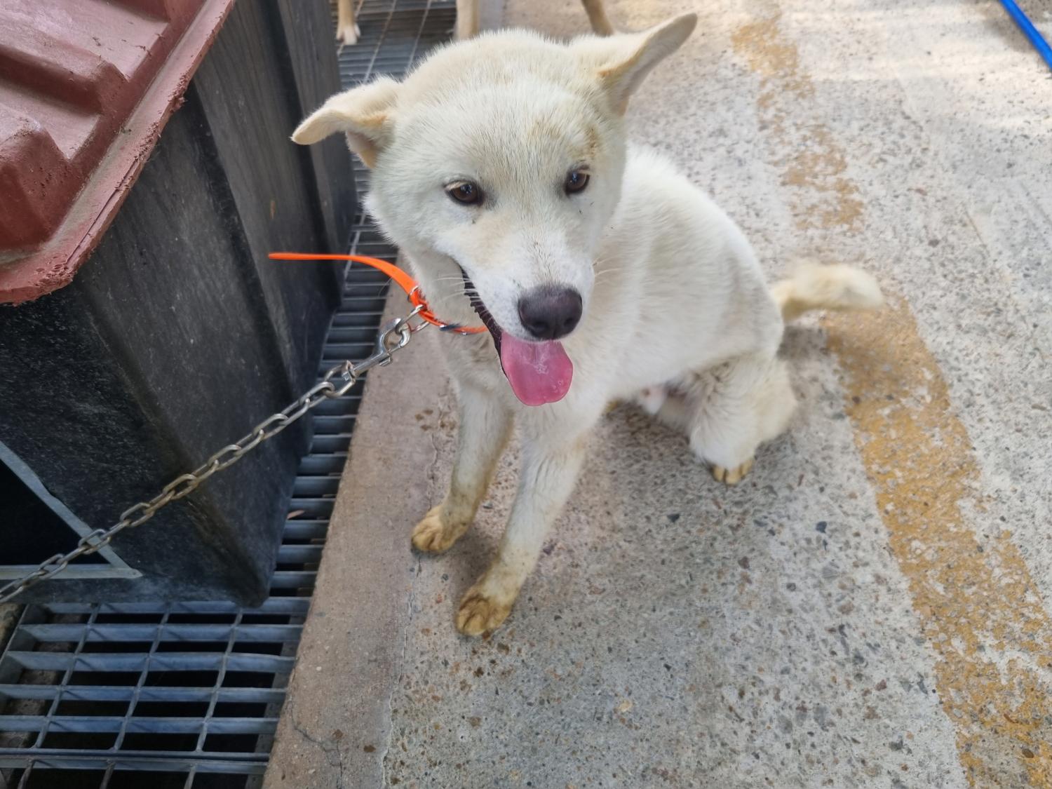 양산시 동물보호센터_448538202300320