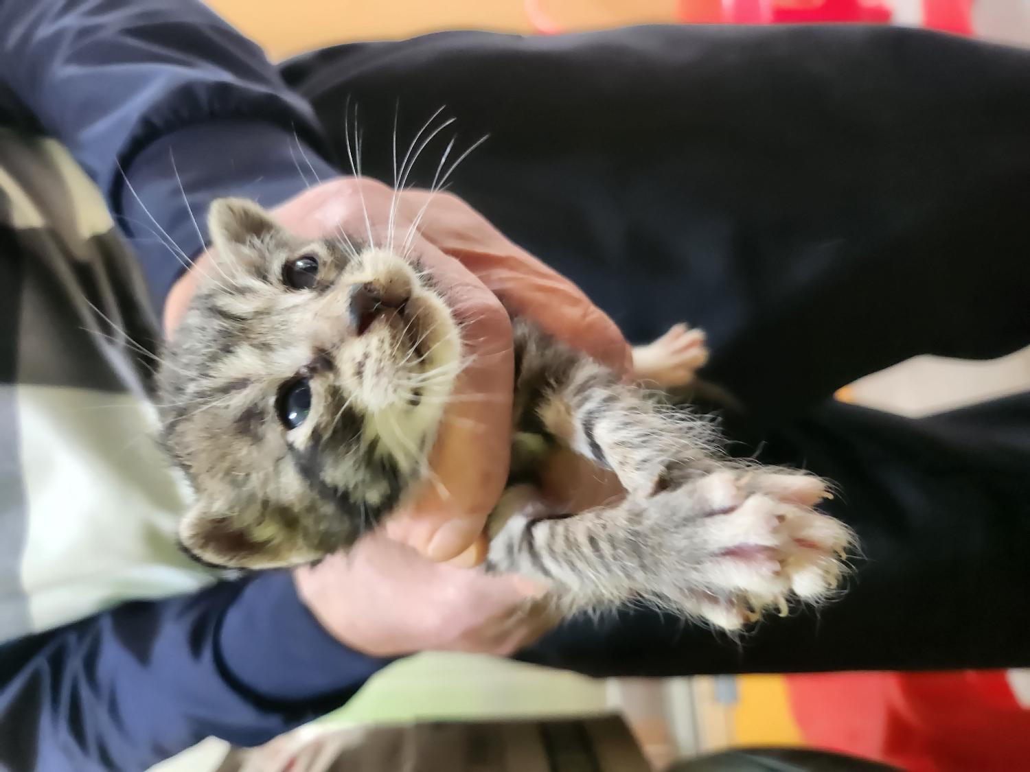 예산동물보호센터_444461202300391