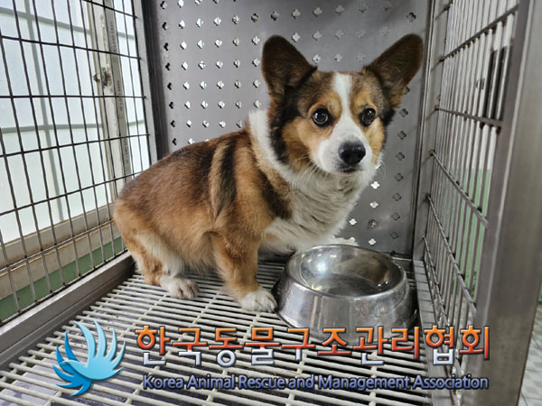 한국동물구조관리협회_411310202300247