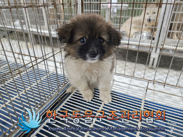한국동물구조관리협회_441560202300707