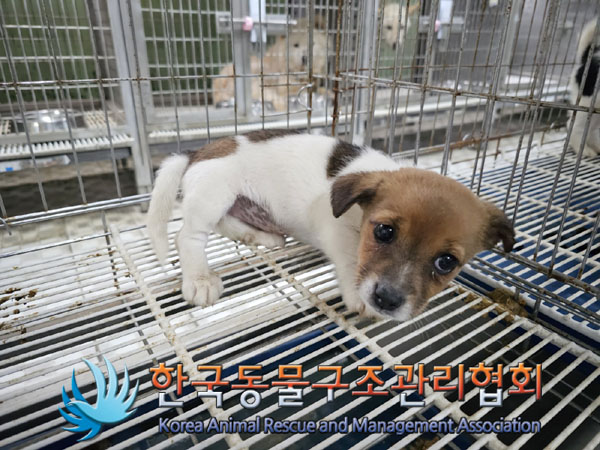한국동물구조관리협회_441560202300709