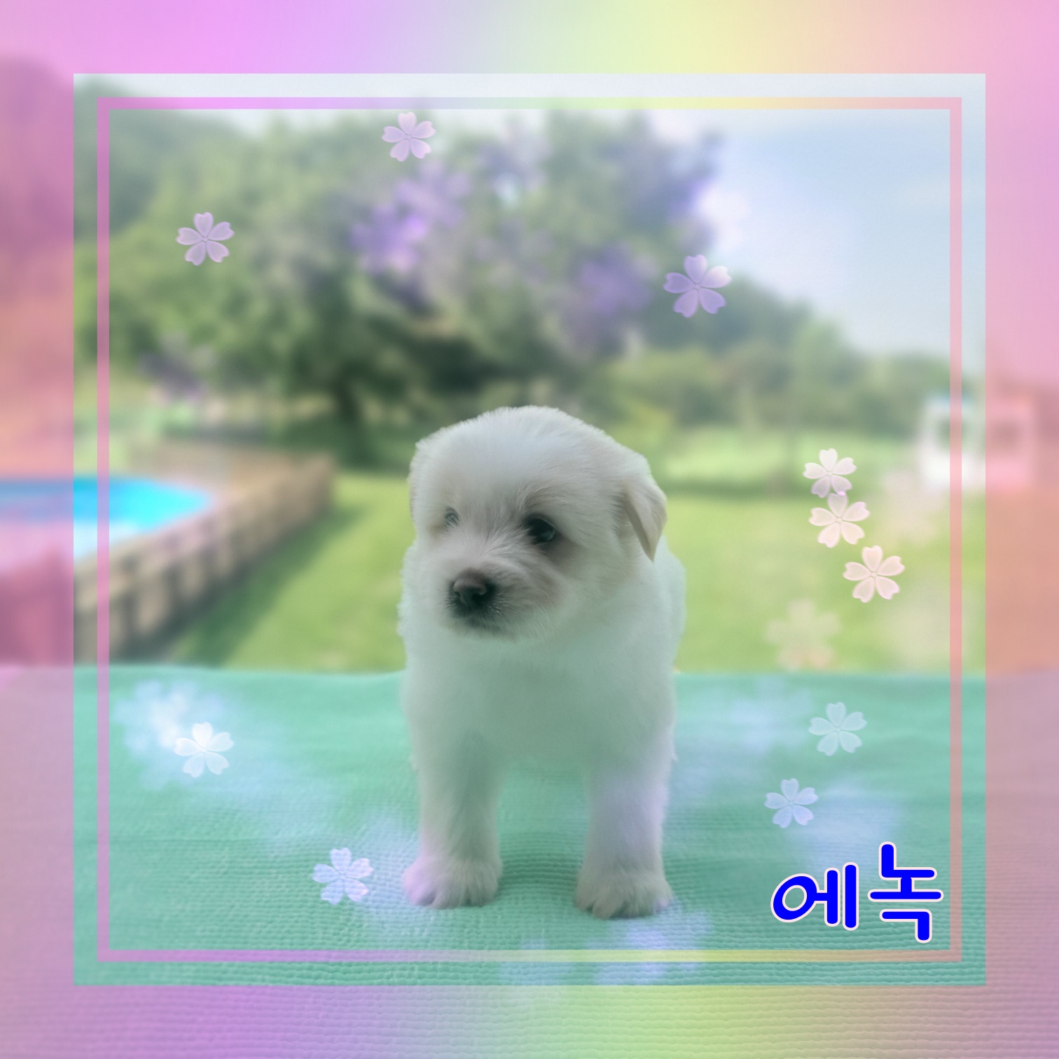 군산유기동물보호센터_445467202300954
