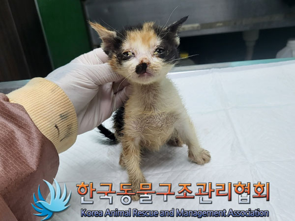 한국동물구조관리협회_441398202300210