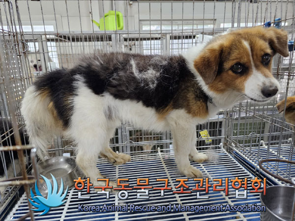 한국동물구조관리협회_441560202300704