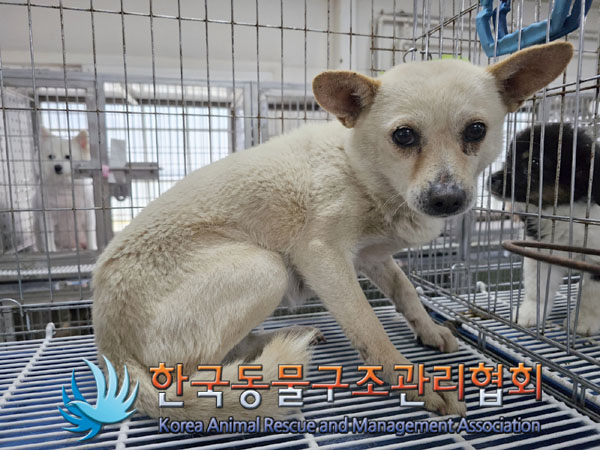한국동물구조관리협회_441560202300711