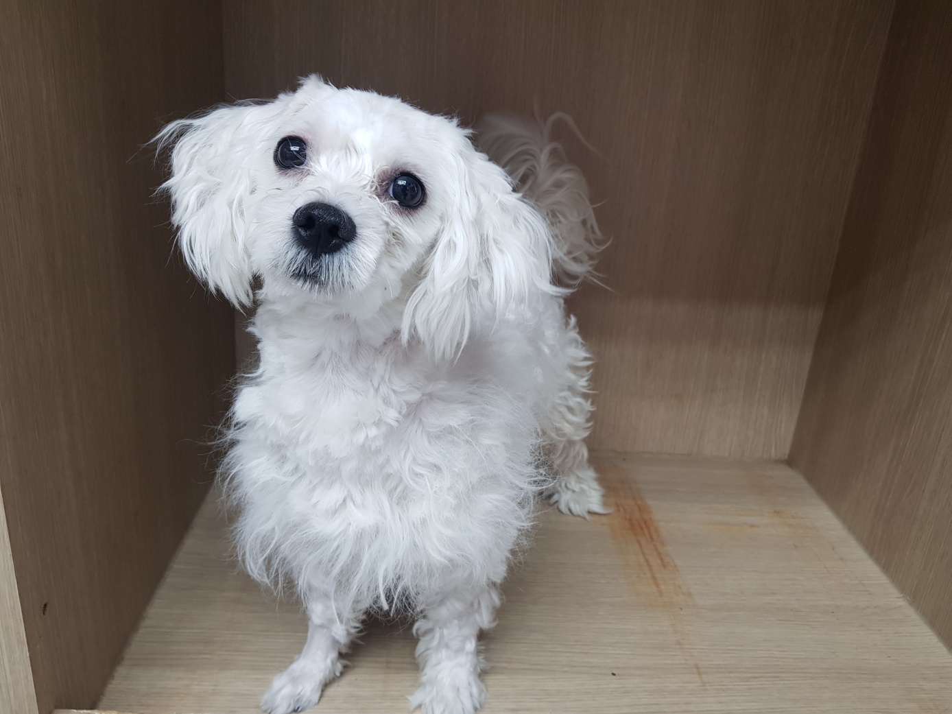 광주TNR동물병원송정_441554202300926