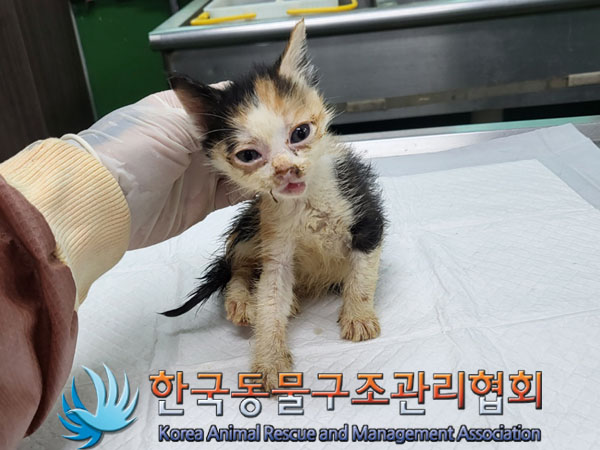 한국동물구조관리협회_441398202300208