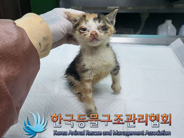 한국동물구조관리협회_441398202300211