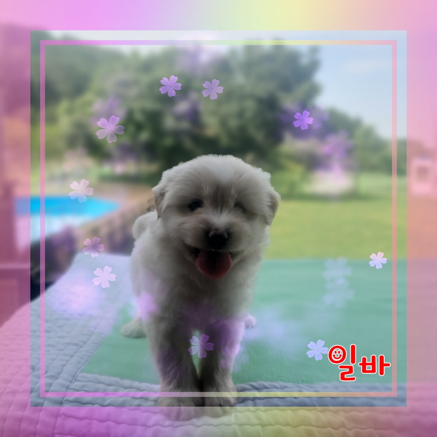 군산유기동물보호센터_445467202300951