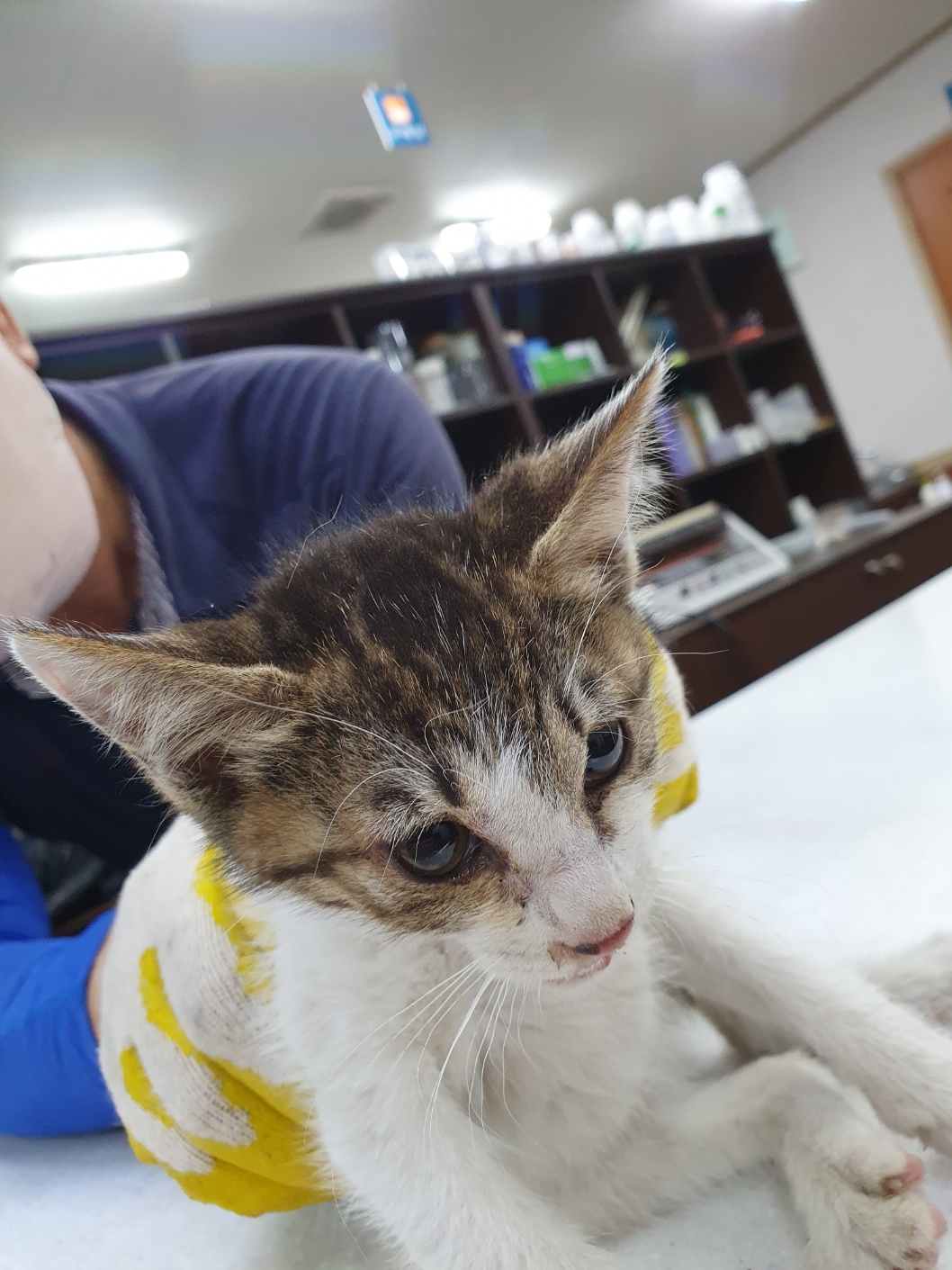 금강동물병원_427346202300584