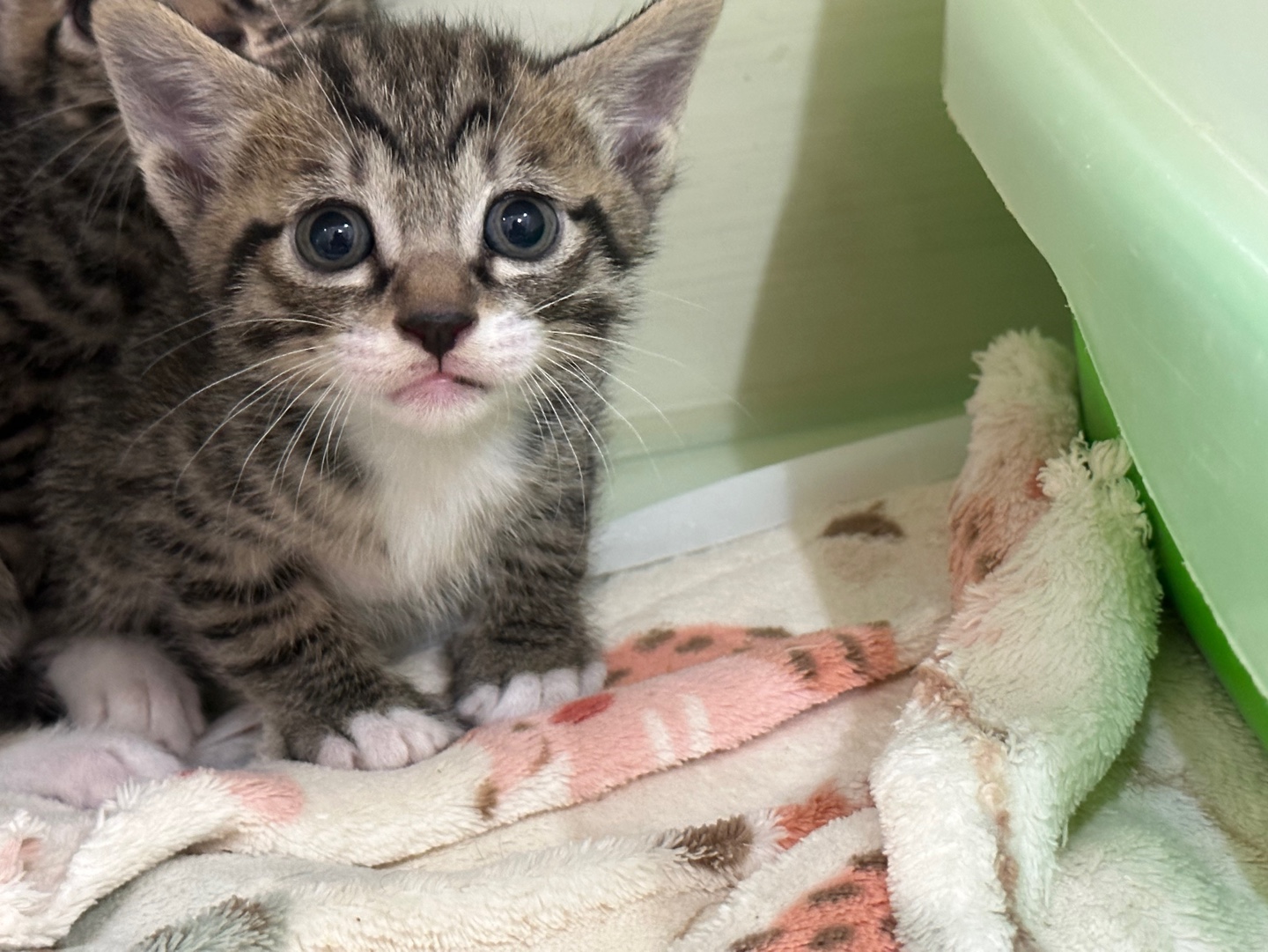 대한동물사랑협회_446482202300500