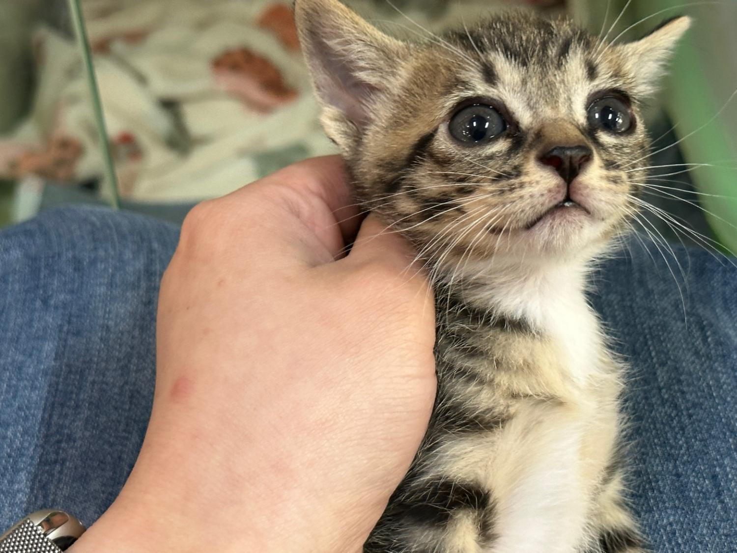 대한동물사랑협회_446482202300501