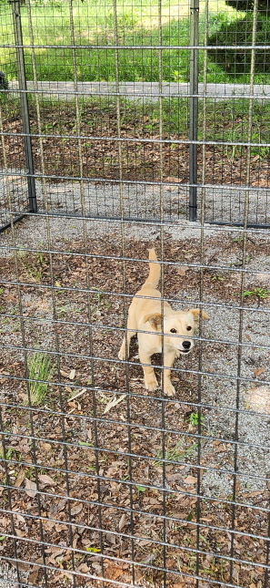 익산유기동물보호소_445468202301203