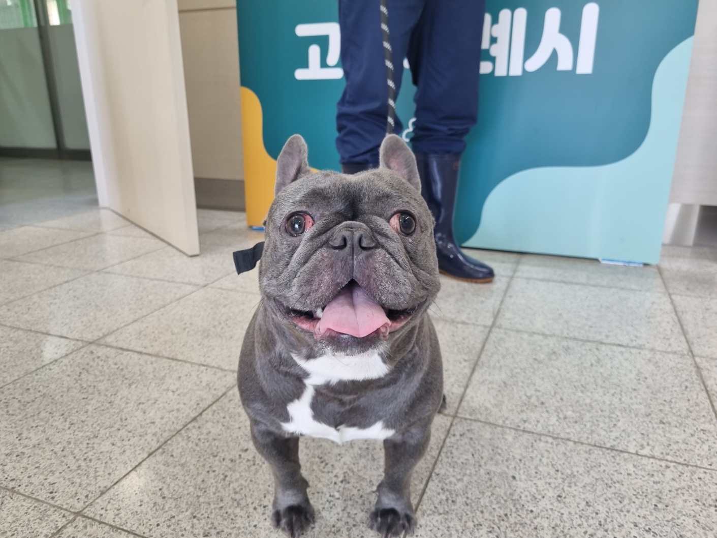 고양시동물보호센터_441394202301212