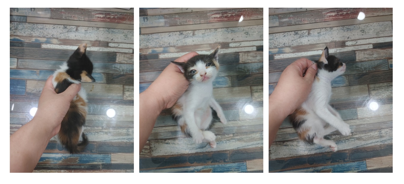 스타캣츠_441393202300935
