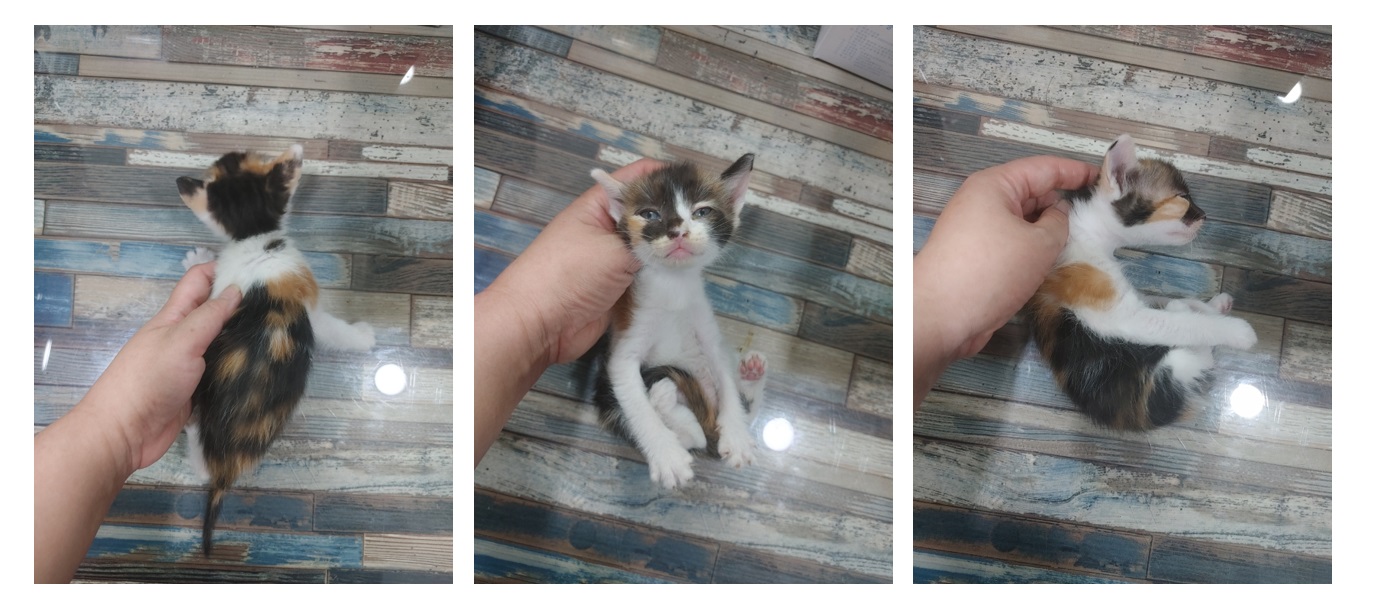 스타캣츠_441393202300934