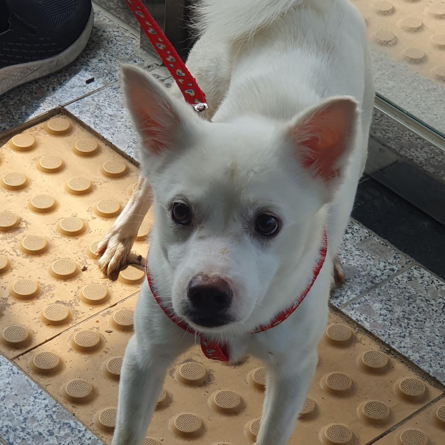 구미시 동물보호센터_447508202300725
