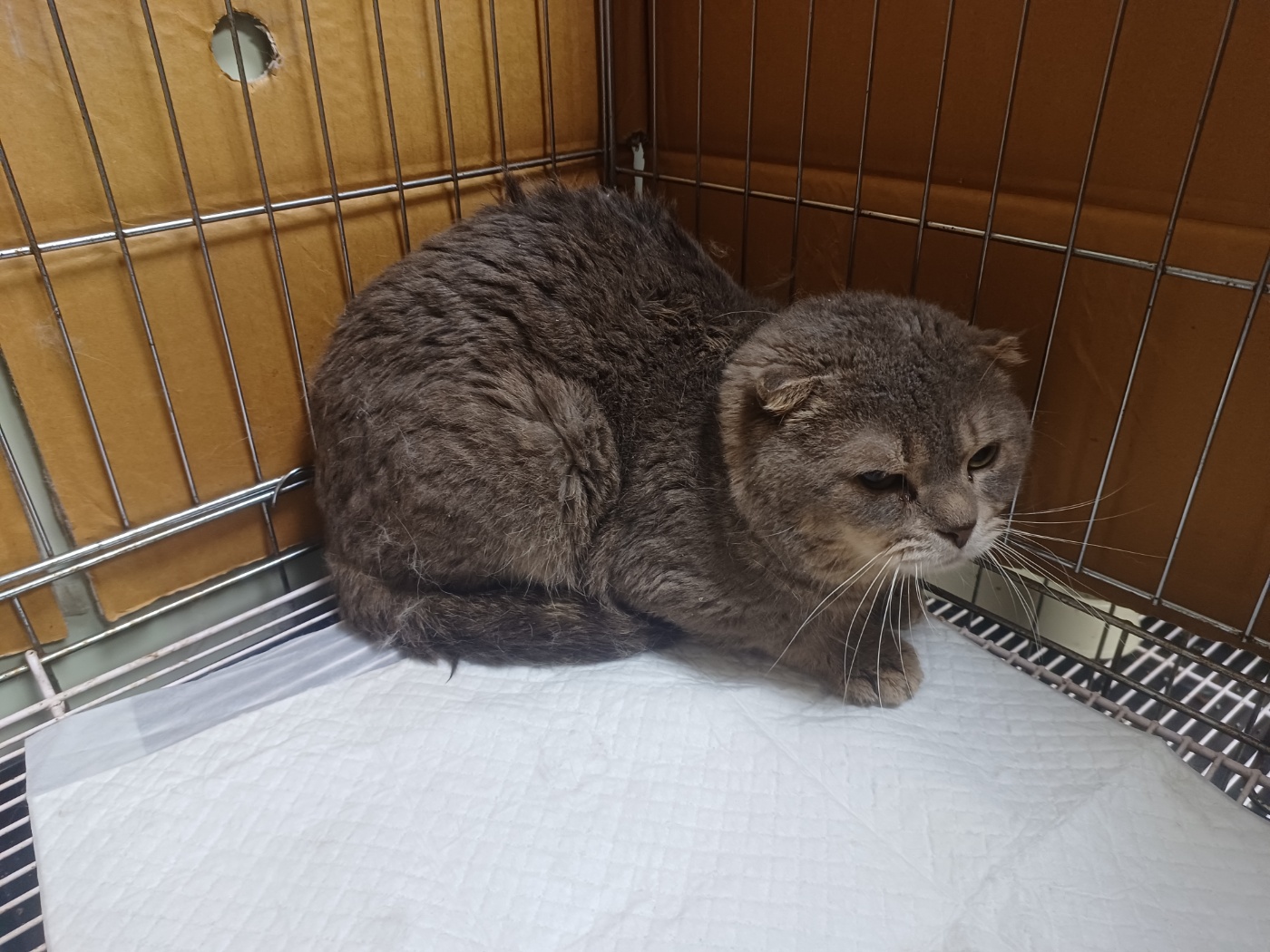 행복한동물병원_445464202302093