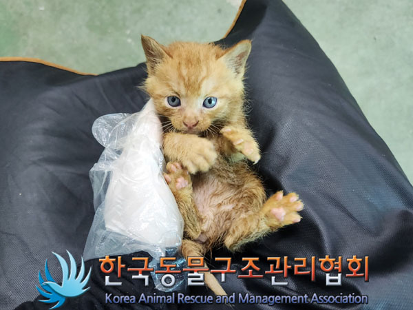 한국동물구조관리협회_411317202300137