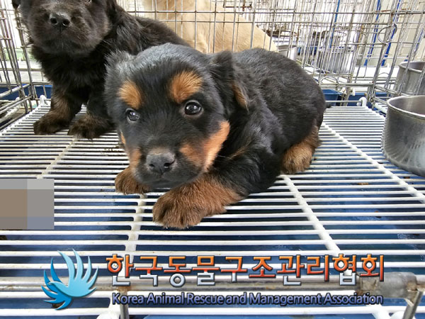 한국동물구조관리협회_441559202300413