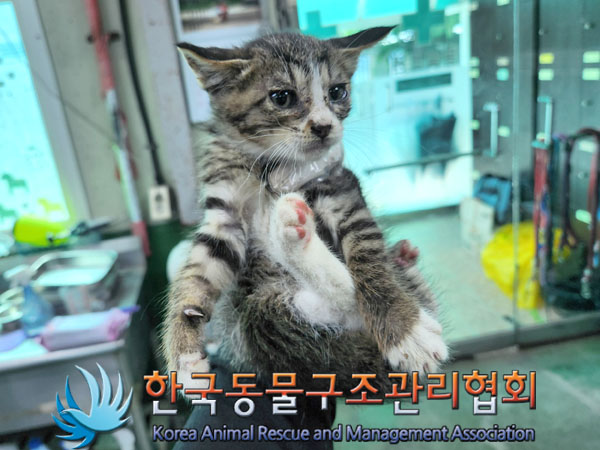 한국동물구조관리협회_411317202300139