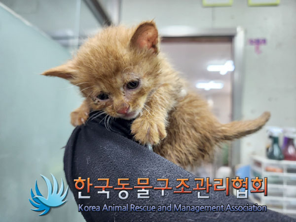 한국동물구조관리협회_411317202300135